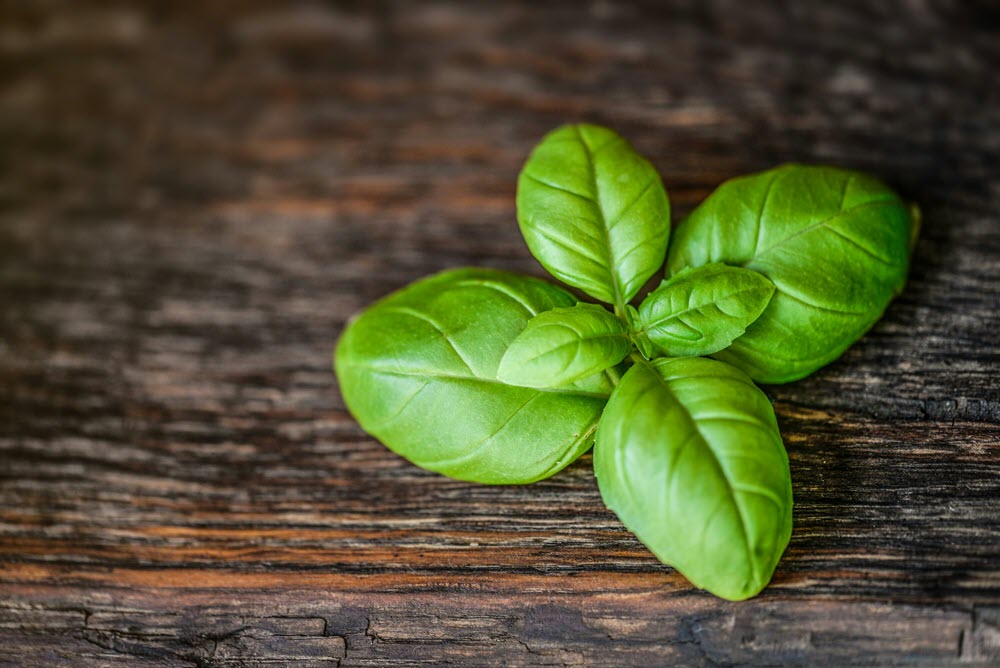 Can Dogs Eat Basil Health Benefits and Risks