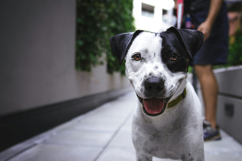 Can Dogs Have Paprika? Vet Explains Risks and Alternatives