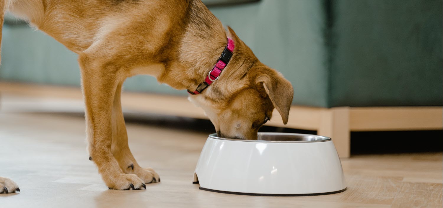 Blueberries toxic clearance to dogs