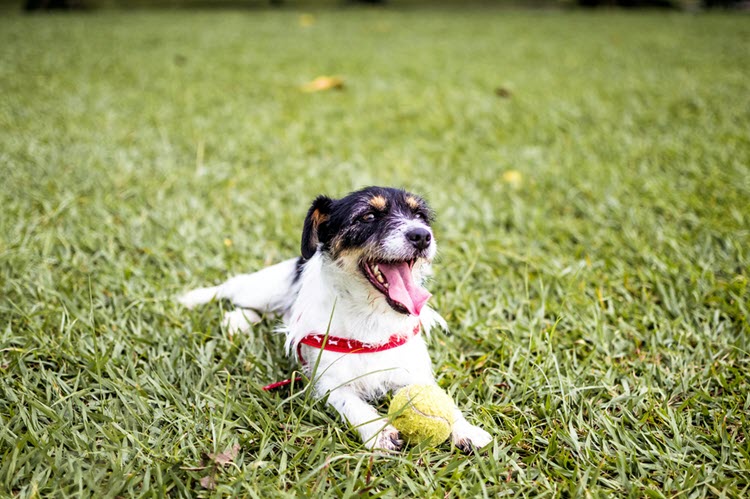 Can Dogs Eat Collard Greens? Advice &amp; Nutritional Benefits