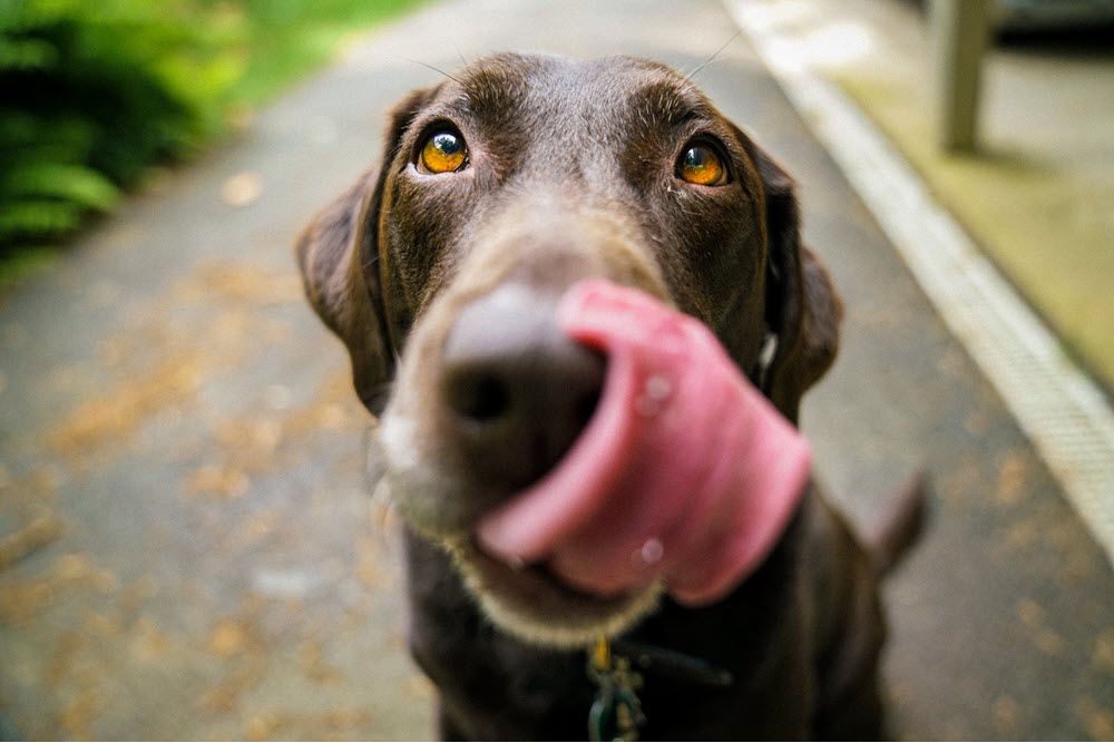 a brown lab licking his lips