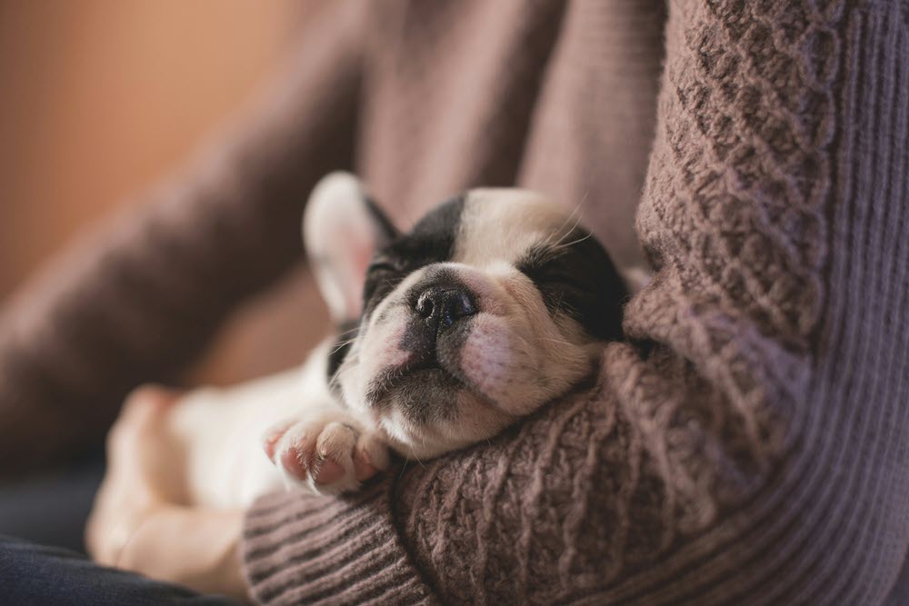 a dog sleeping in a chair