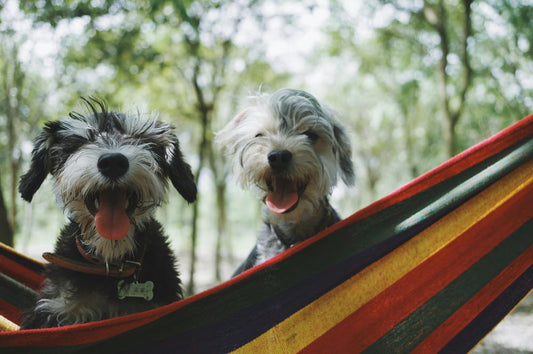 2 dogs in a hammock