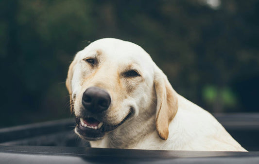 A golden lab with its ears back