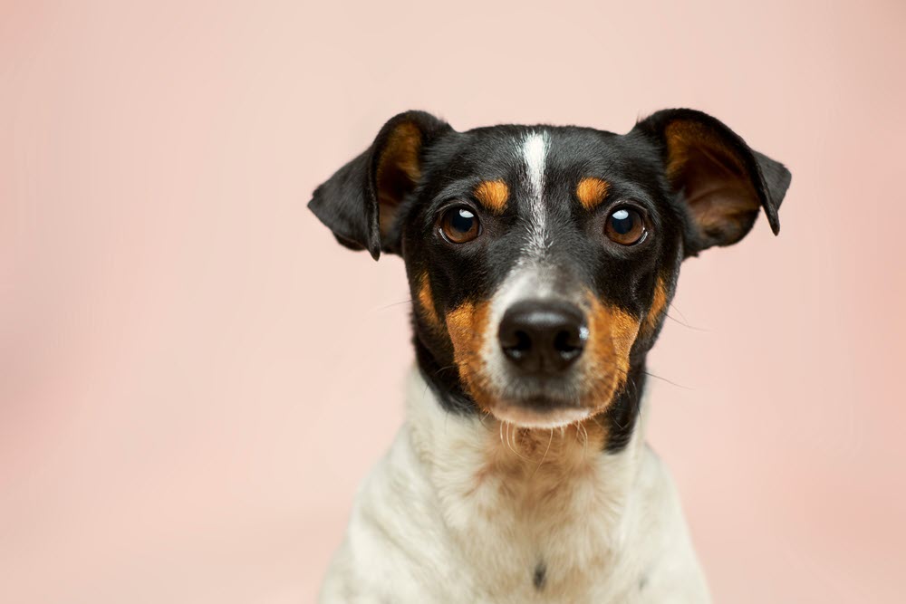 a dog on a pink background