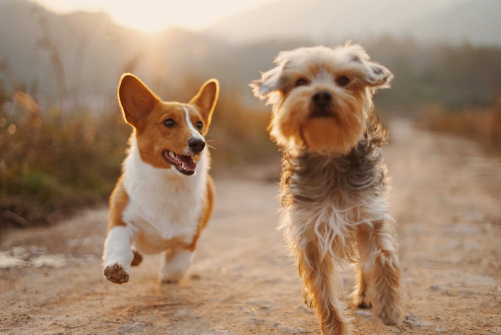 two happy dogs running