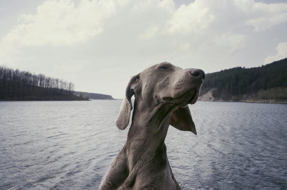 a grey dog on the lake