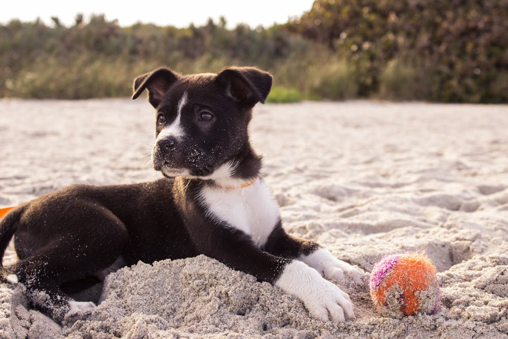 A happy dog sitting on the beach