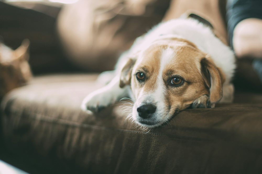 a dog sitting on a chair