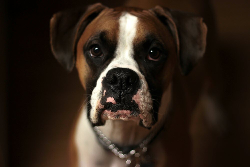 a boxer dog looking at the camera