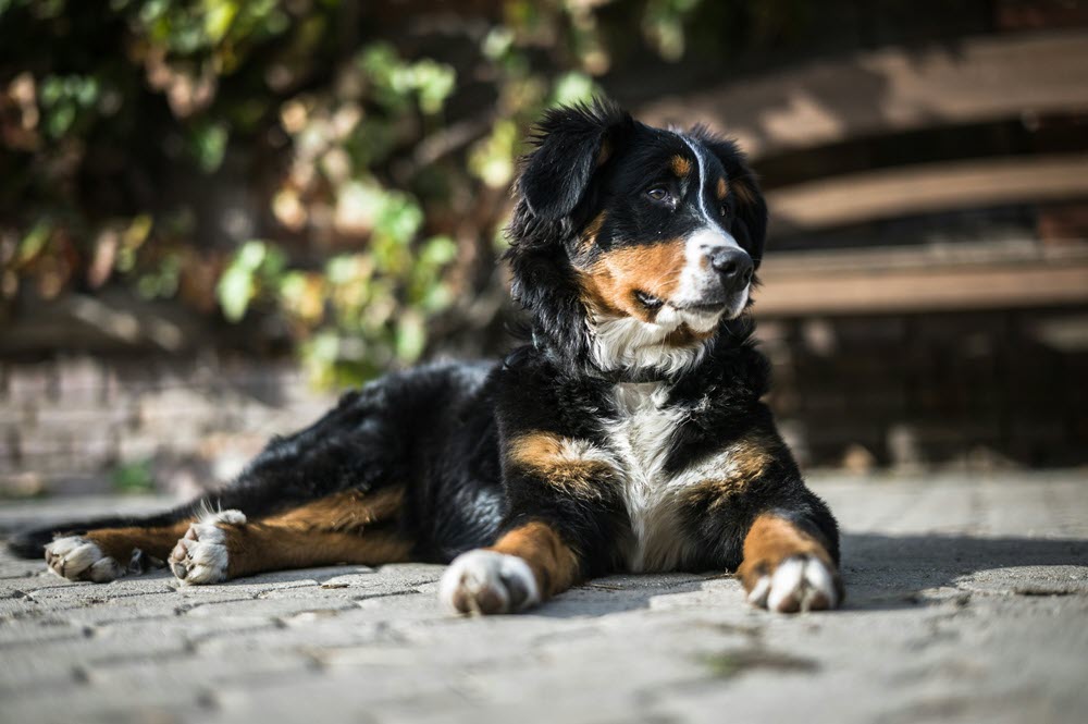 a black dog on the carpet