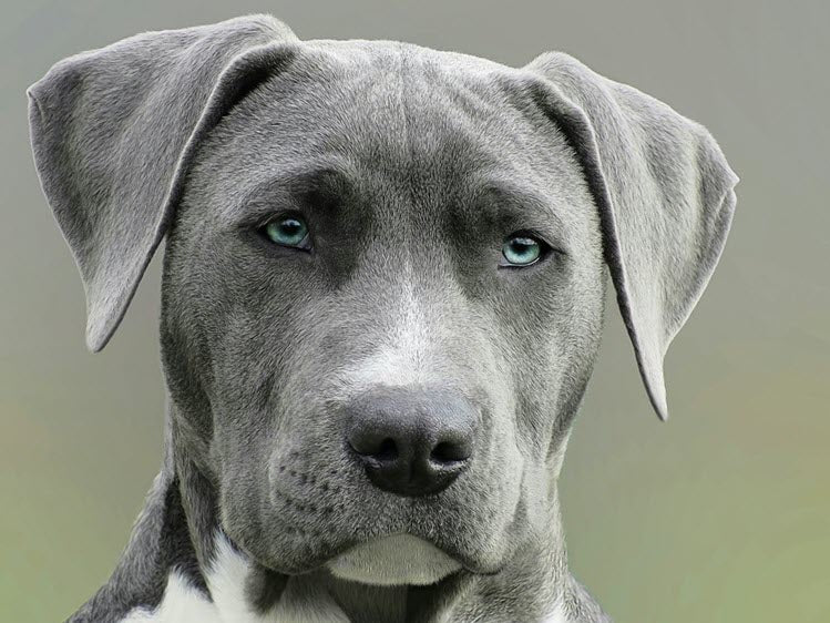 a grey dog looking at the camera