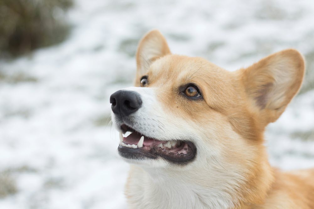 a dog outside in the snow