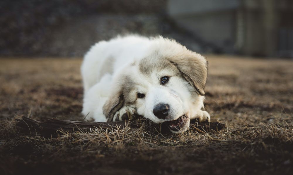 a dog lying in the grass