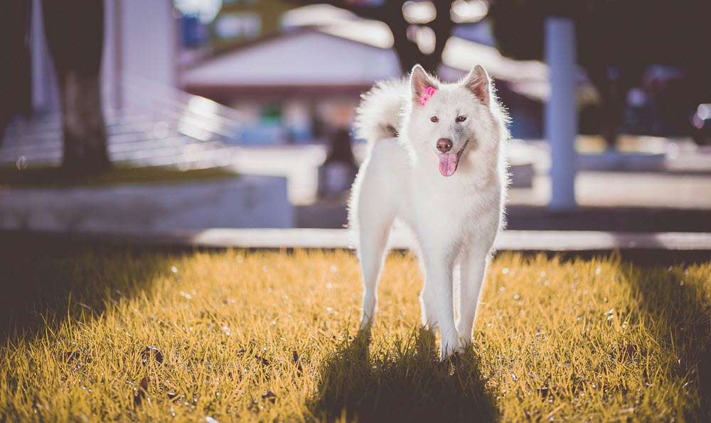 a white dog standing in the grass