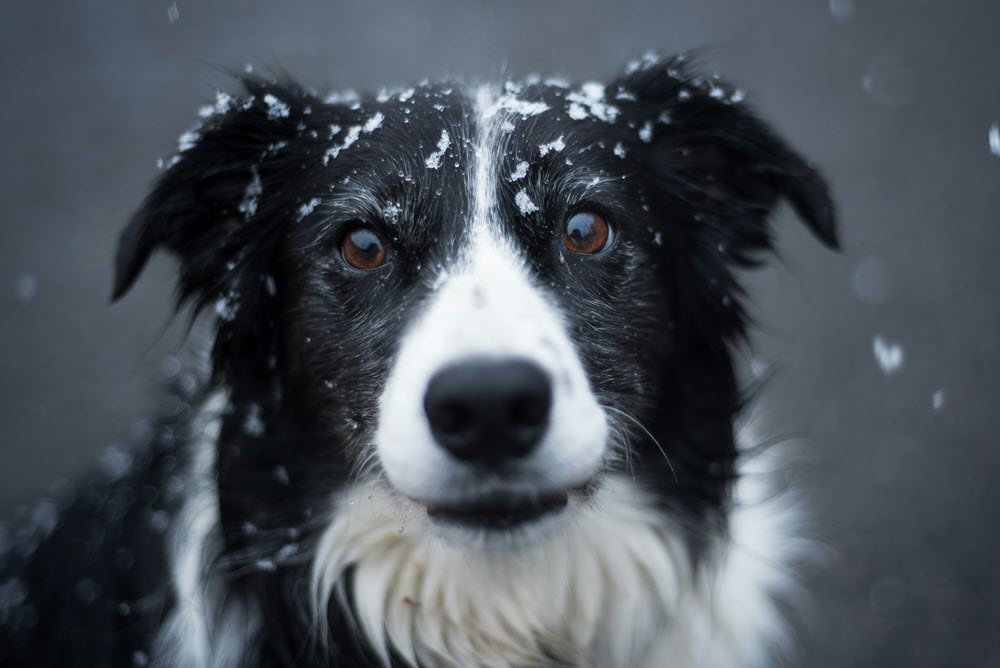 a happy dog looking at the camera