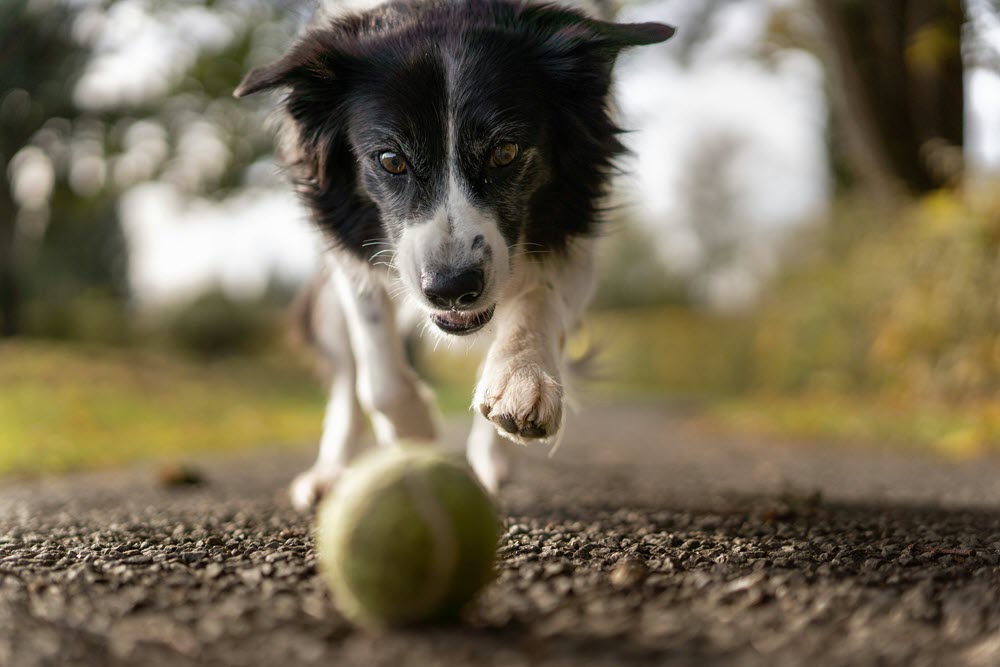 a dop chasing a ball