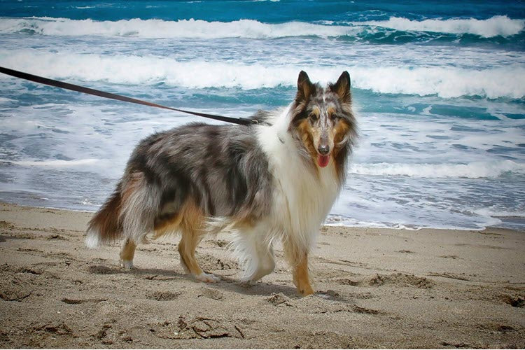 a dog on the beach