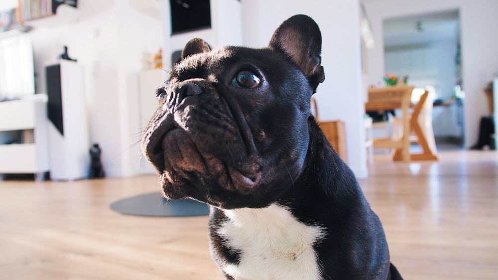 a happy dog sitting