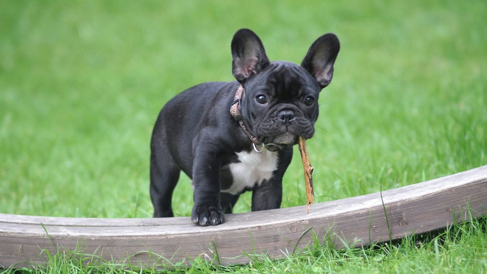 a dog chewing a stick in the grass