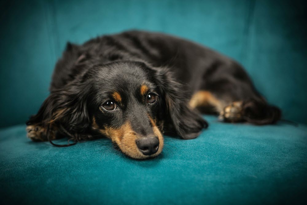 a sad dog laying on a chair