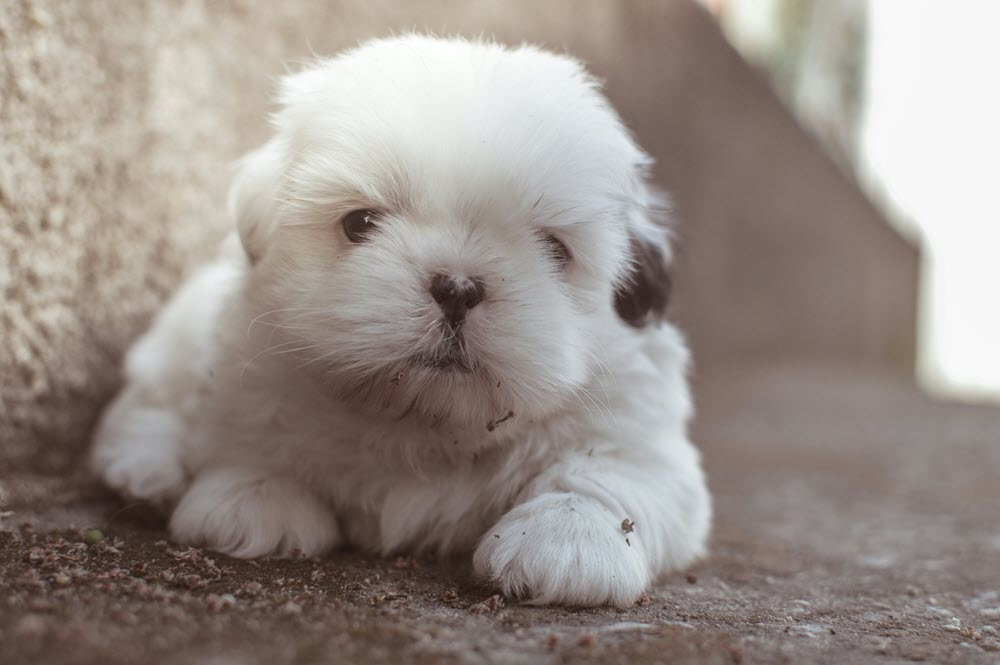 a white dog sitting on the carpet