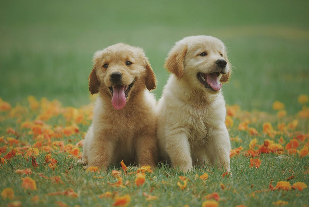 two cute puppies