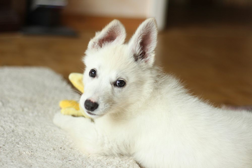 a white dog sitting on the carpet