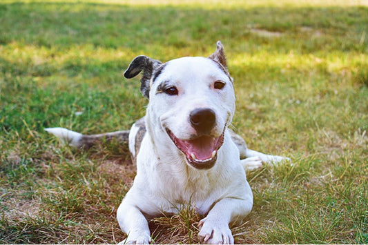 a happy dog looking at the camera