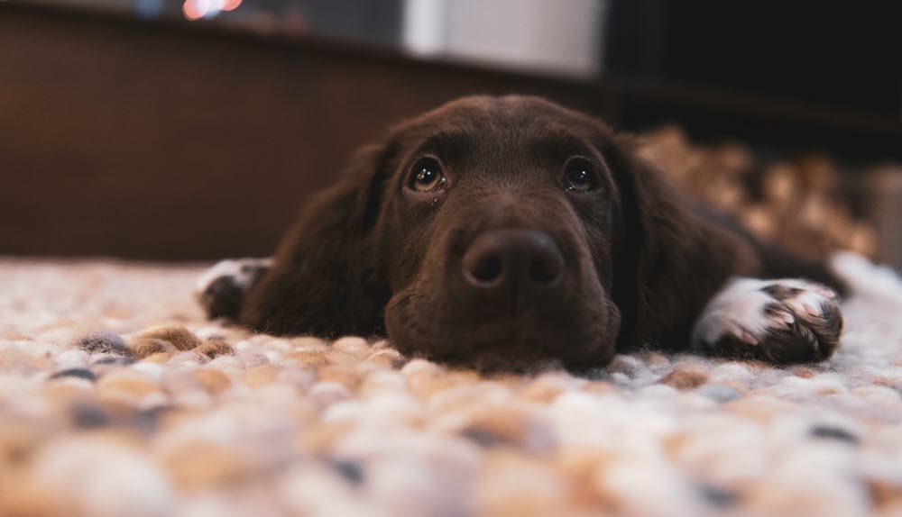 a brown dog lying on the carpet