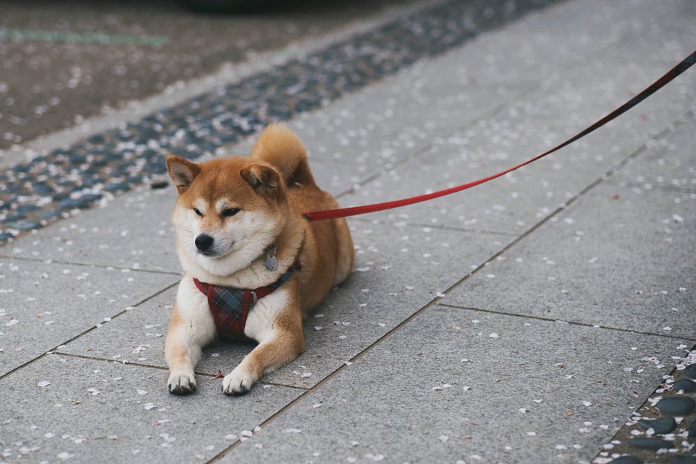 a dog sitting on the sidewalk