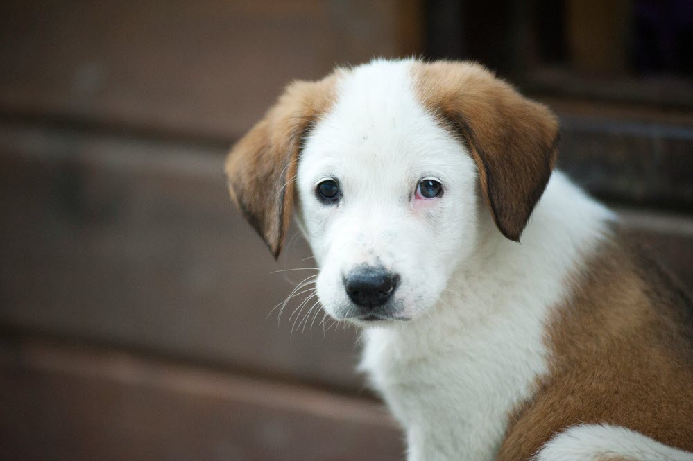 a brown and white dog looking at the camera