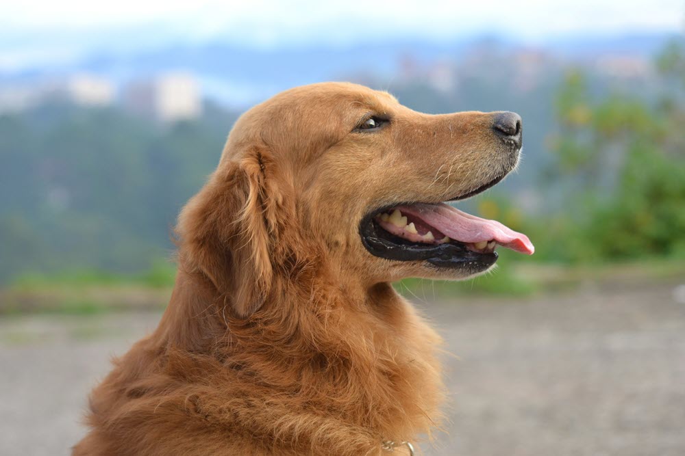 a golden retreiver