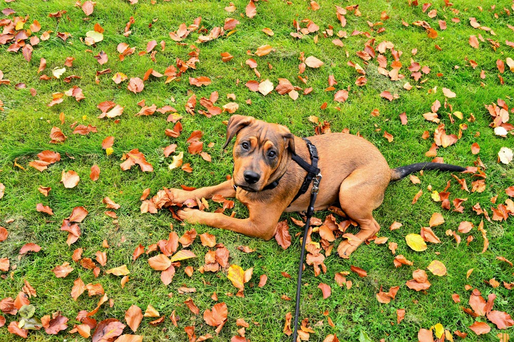 A happy dog in the grass