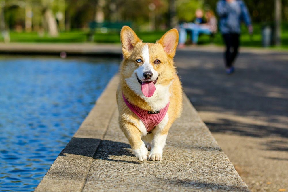 a dog walking by a lake