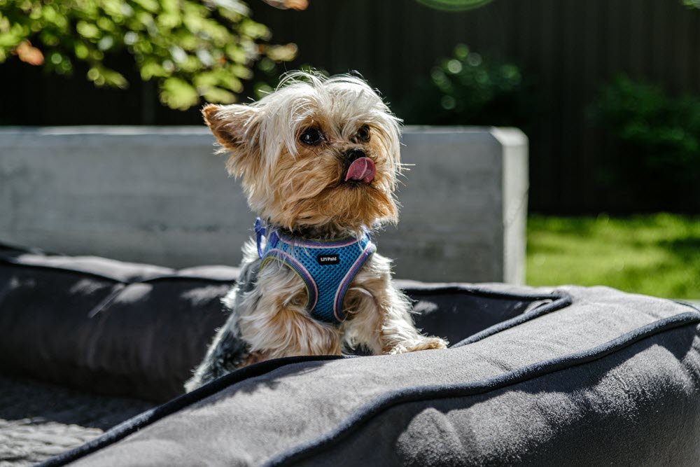 a small white dog on a couch outside