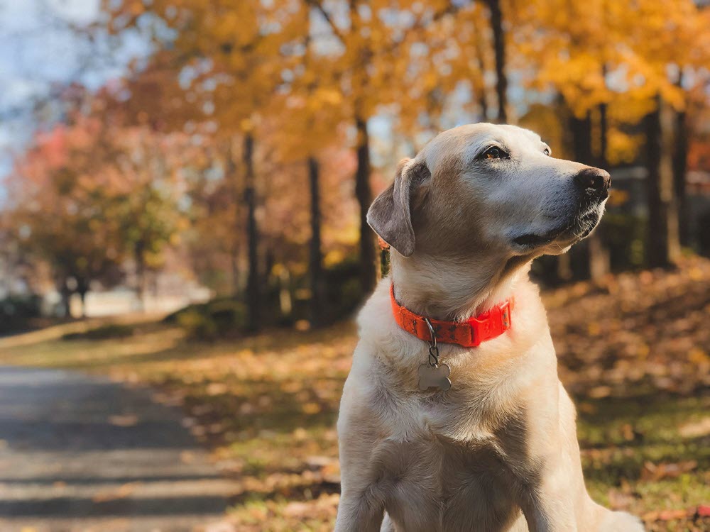 a yellow lab sitting outside