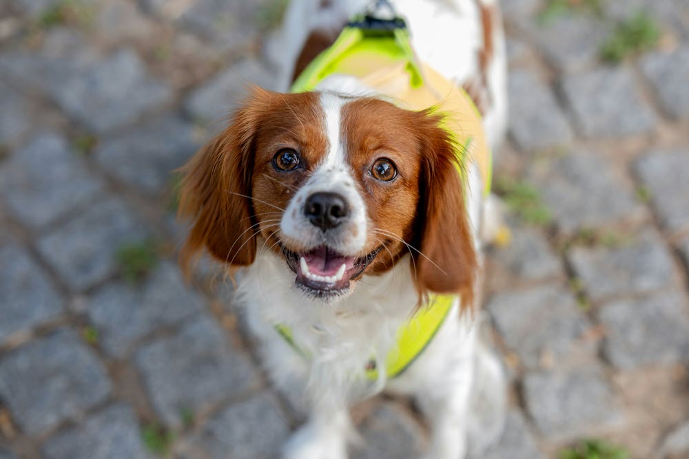 a brown and white dog looking at the camera