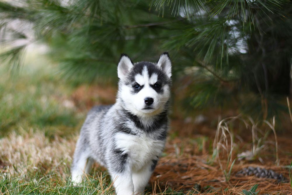 a happy puppy standing in the grass