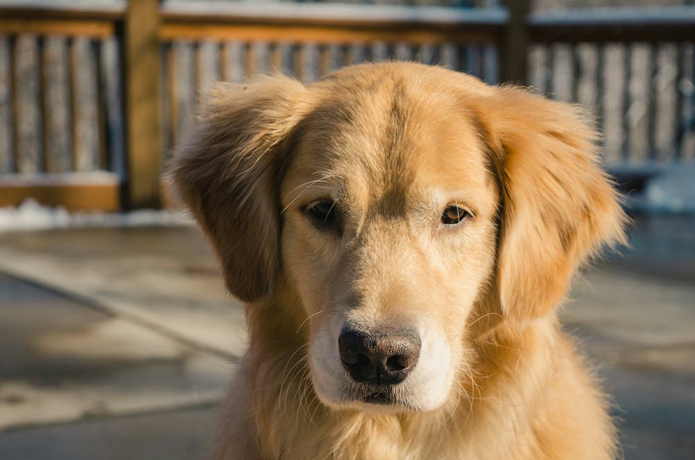 a close photograph up of a dog looking at the camera