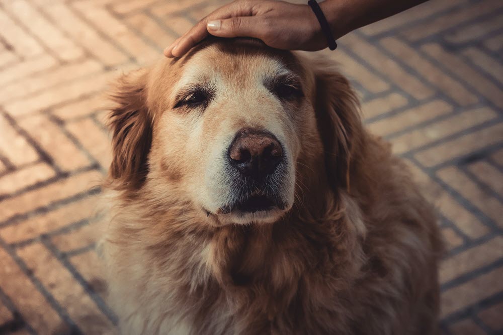 a happy dog looking at the camera with their owner