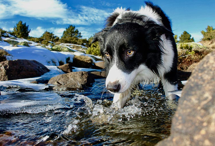 a dog walking in the river