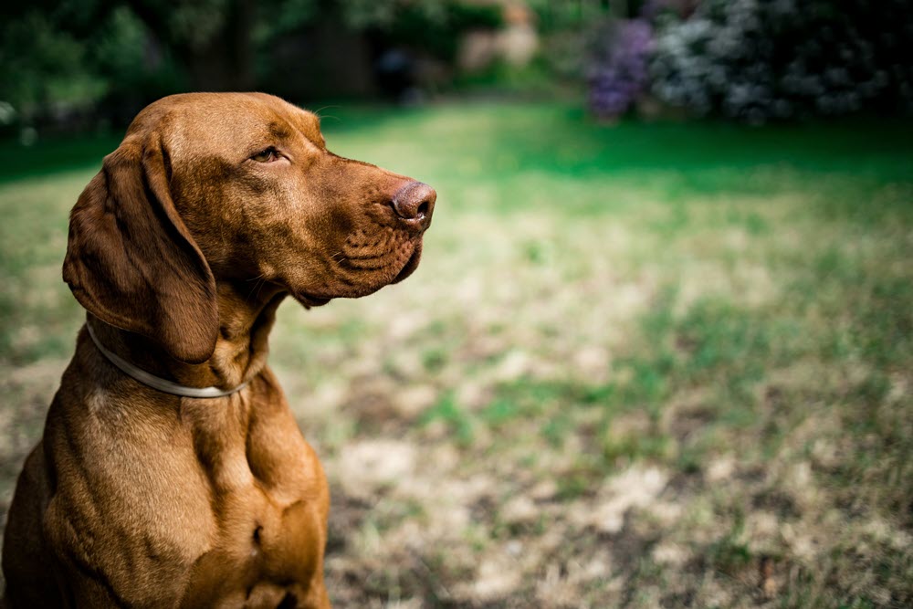 a vizsla in a field