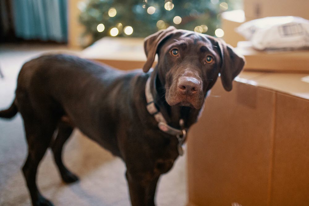 a close photograph up of a dog looking at the camera