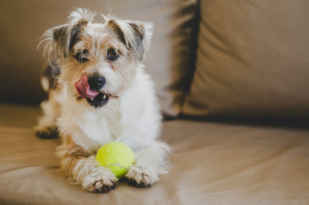 a small dog with a ball on a couch