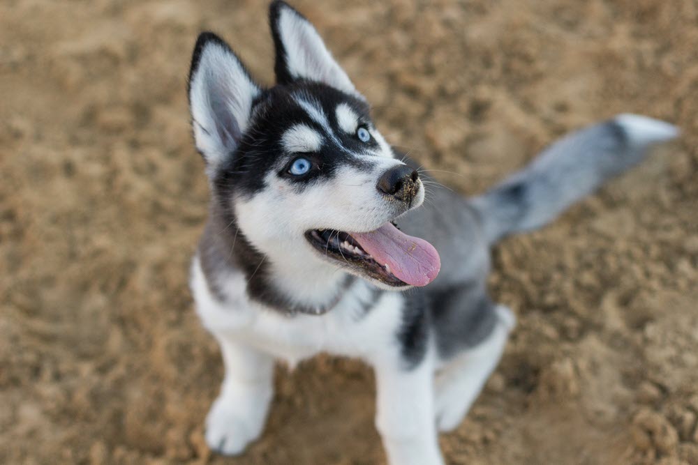 a husky dog sitting down