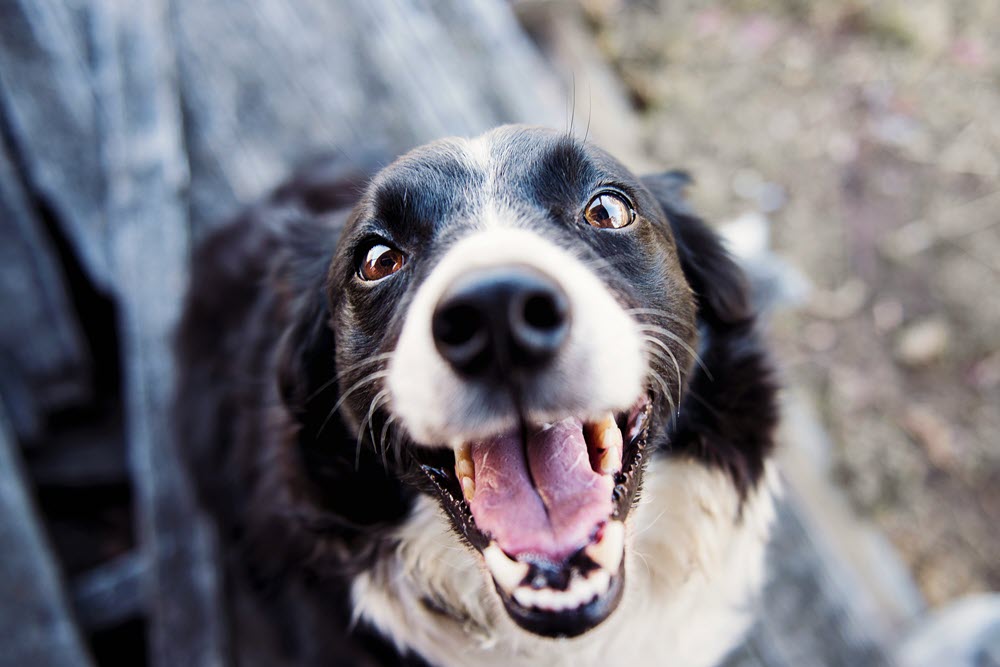 a happy dog looking at the camera