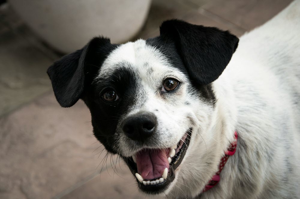 a black and white dog looking at the camera