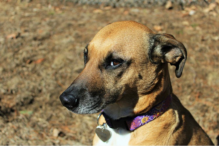 a dog sitting down looking at the camera