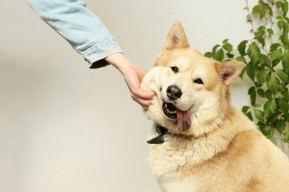 a happy dog looking at the camera